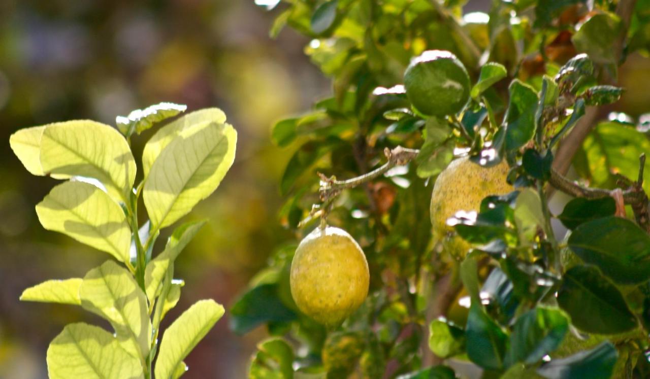 Bed and Breakfast Lemon Tree Torre Annunziata Esterno foto